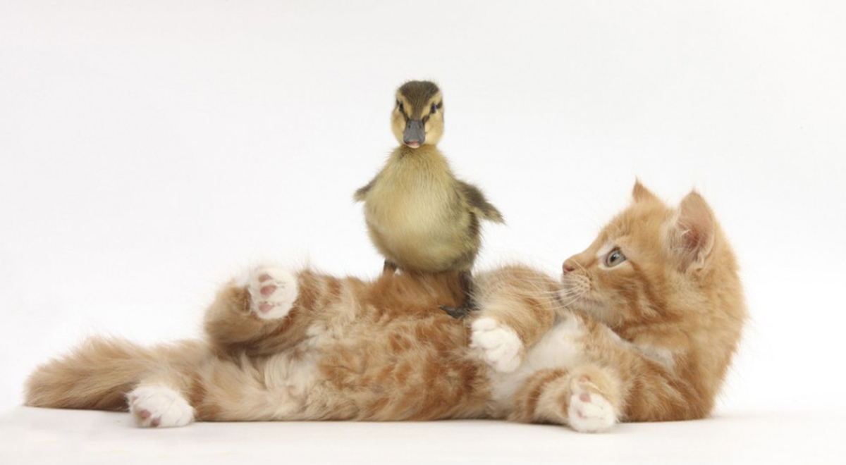 00a-why-a-duck-animals-duck-and-cat.jpg&