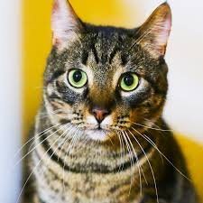 images?q=tbn:ANd9GcSdoH6fd7-mpAM9EcN7wj2