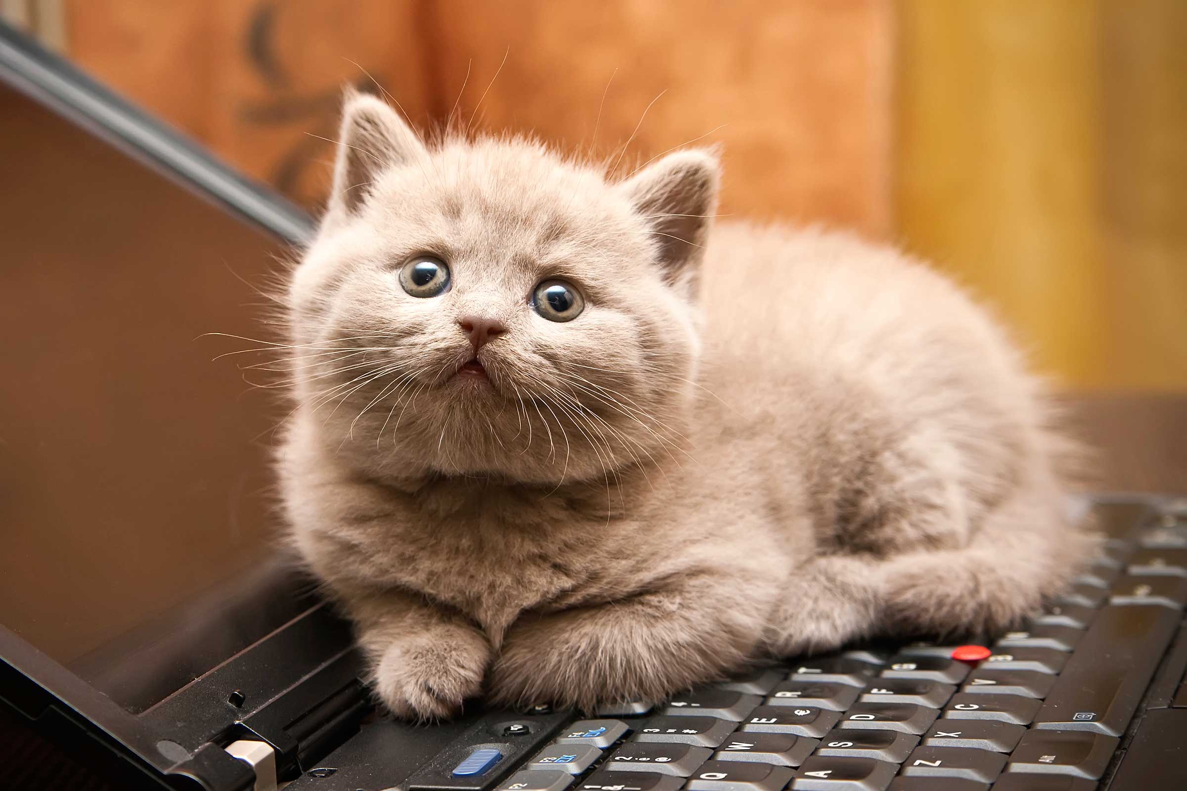 01-cat-wants-to-tell-you-laptop.jpg