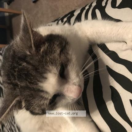 497589 found cat in HELOTES - Lost Cat United States