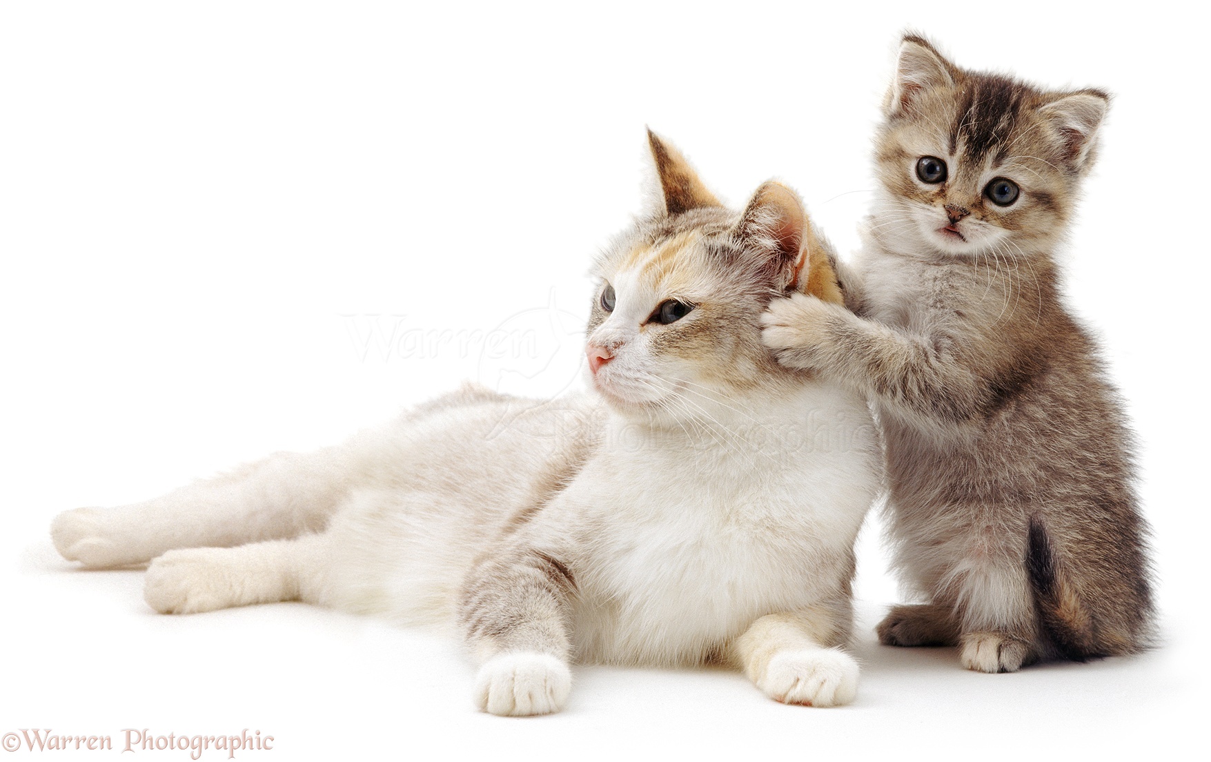 04286-Cute-cat-and-kitten-white-backgrou
