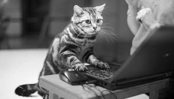 050711catsofwar5.jpg