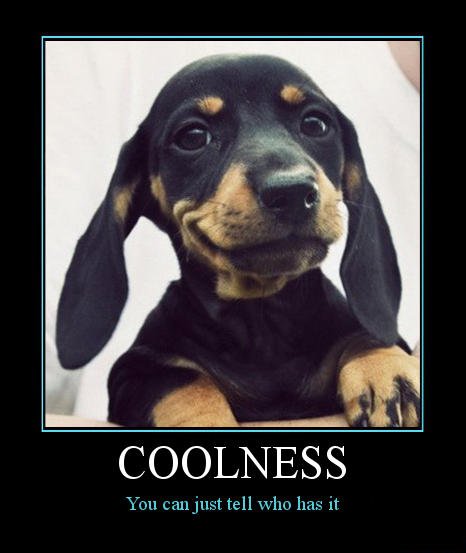 COOLNESS You can just tell who has it Dachshund Yorkshire Terrier Bulldog Puppy dog dog breed dog like mammal puppy austrian black and tan hound photo caption polish hunting dog snout