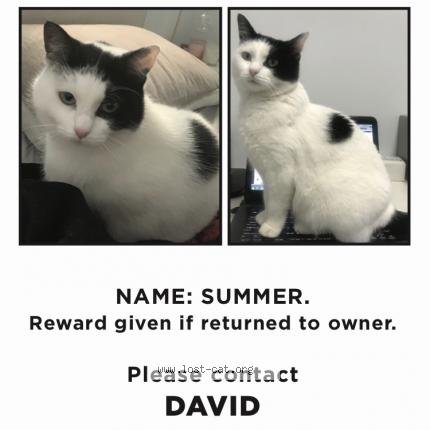 491291 Summer lost cat in GUILDFORD - Lost Cat Australia