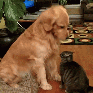 tenor.gif?itemid=6216089