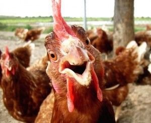 Image result for FUNNY ROOSTER PECK