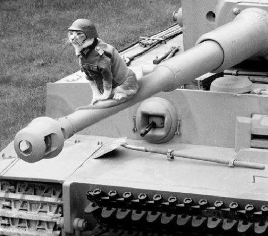 Image result for ww2 tiger tank cat