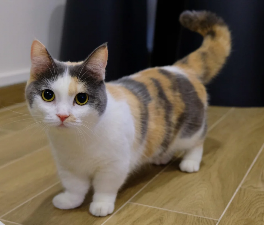 Image result for munchkin cat