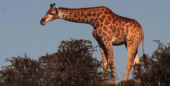 1-giraffe-gc590a.jpg