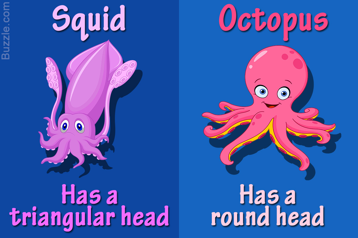 1200-609672-squid-vs-octopus-whats-the-d