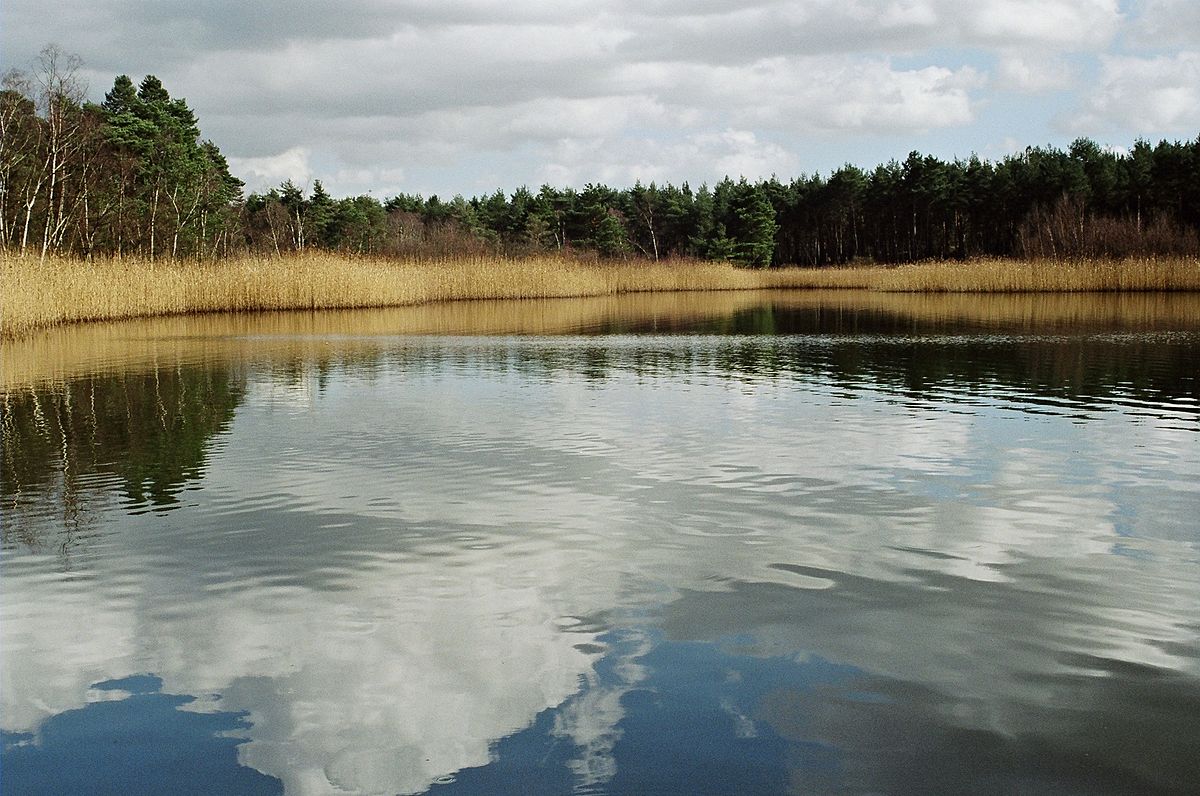 1200px-Black_pond_near_Esher.jpeg