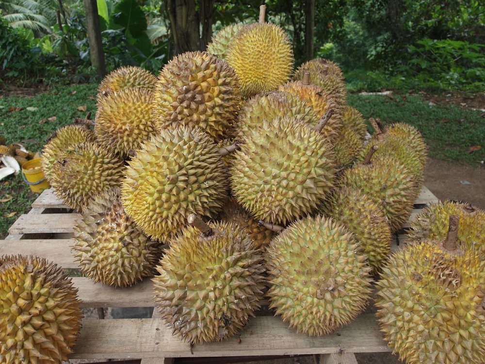 1200px-Durian.jpg