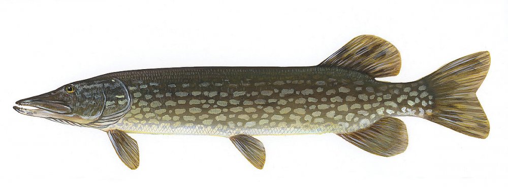 1200px-Esox_lucius1.jpg