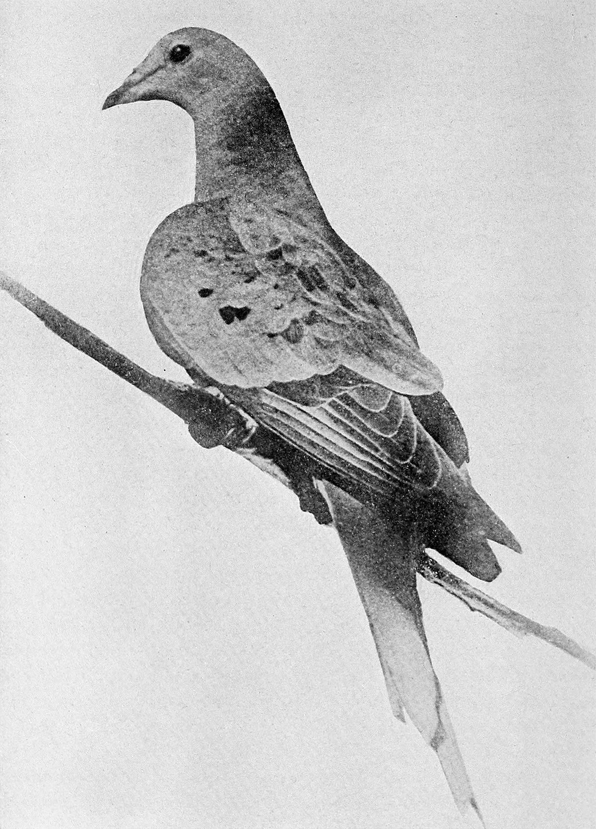 1200px-Martha_last_passenger_pigeon_1914