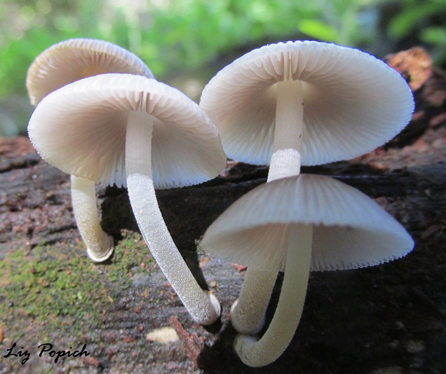 1200px-Mycena_(Pers.)_Roussel_500792.jpg