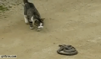 1329331702_cat_vs_snake.gif