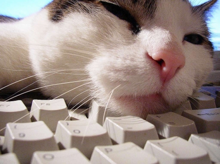 1373342-bigthumbnail.jpg