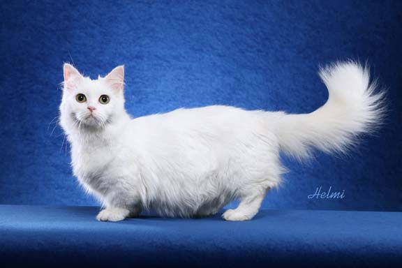Image result for white munchkin cats