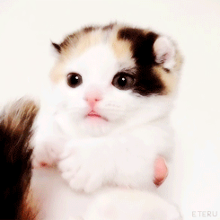 1437831973773-1.gif