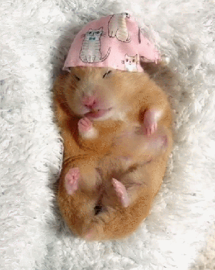 Image result for sleeping hamster gif