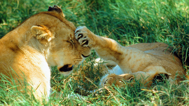 15-Lion-Boop.jpg