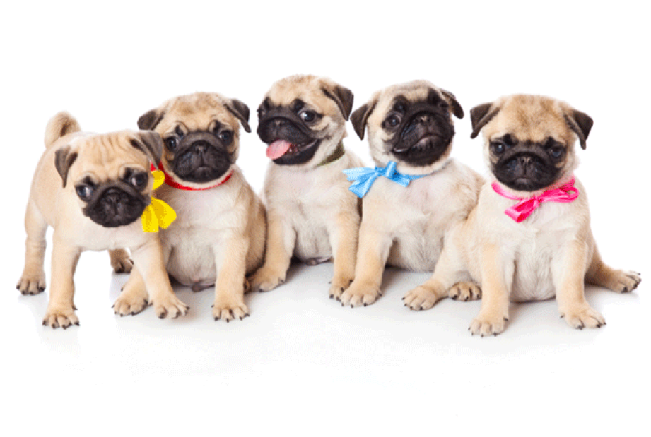 pugs-grumble.png?itok=yDnU-2nk&resize=11