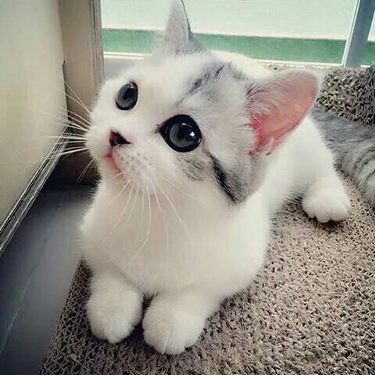 1583eefbf0077a1c14dd528d95fd6c58--animal
