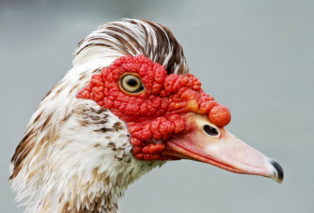 Image result for muscovy duck"