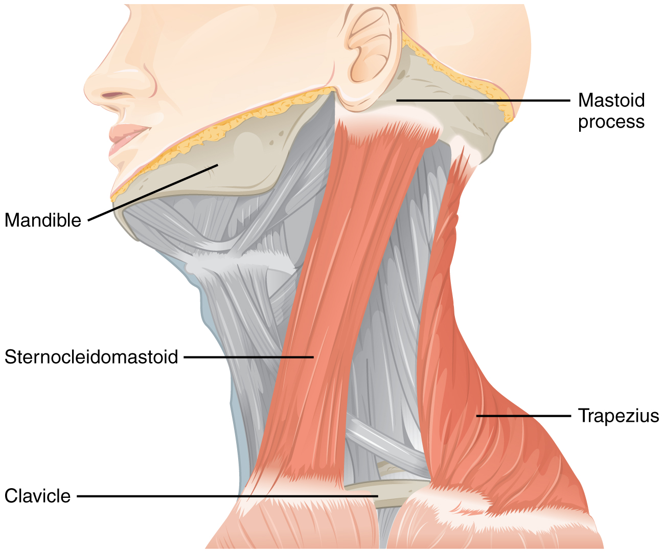 1610_Muscles_Controlled_by_the_Accessory