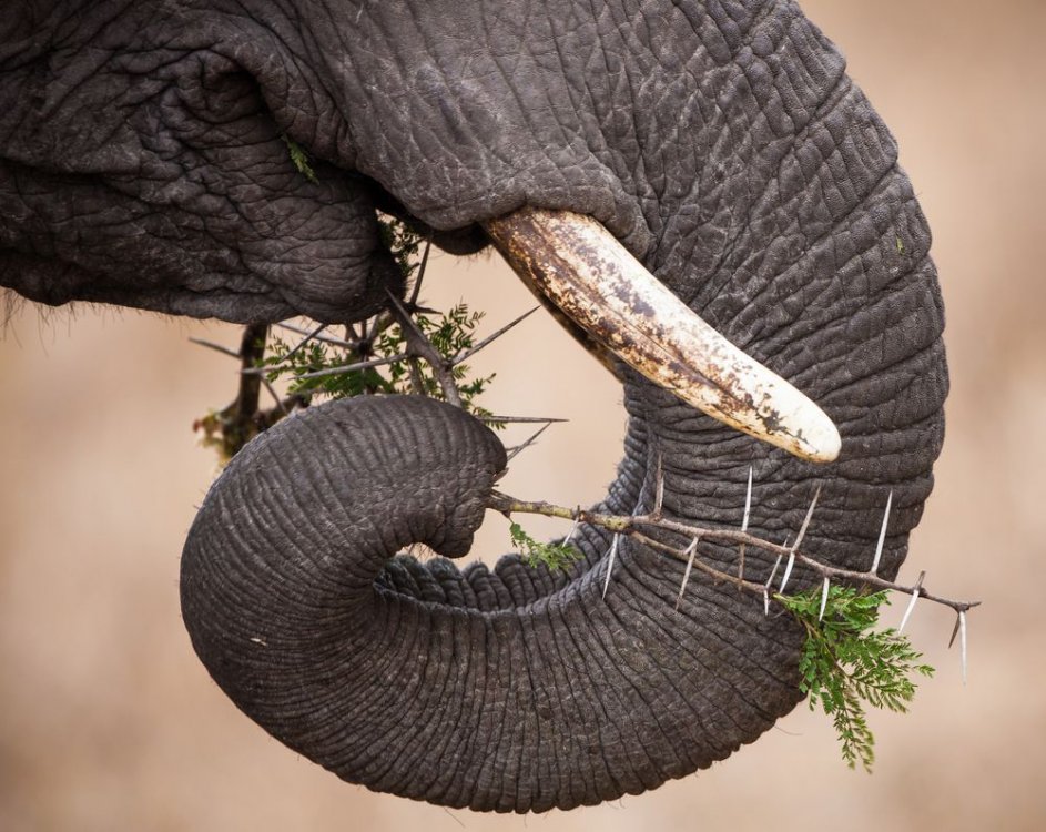 An elephant's trunk is critical to its survival | 13 facts ...