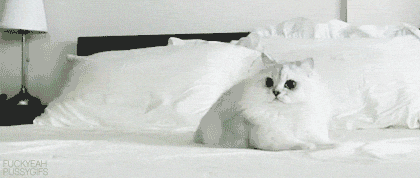 Cat black and white