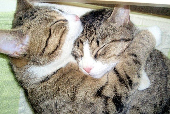 Image result for cat hug