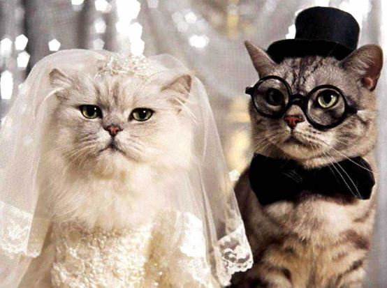 oaiiy-catwedding.JPG