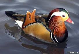 images?q=tbn:ANd9GcSTxu6k3Ca-WaAw-n4EEmk