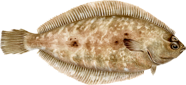 dover-sole.png?w=600&mh=350&bc=ffffff