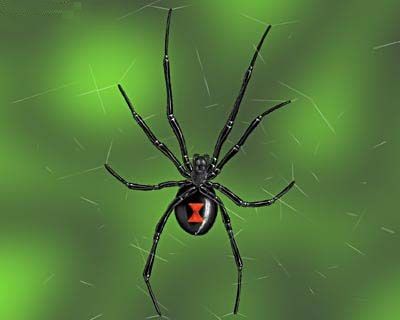 Image result for black widow spider