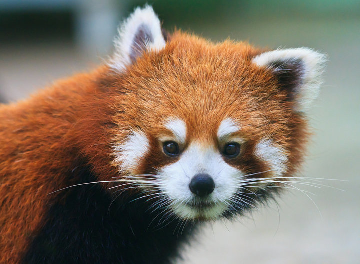 Image result for red panda