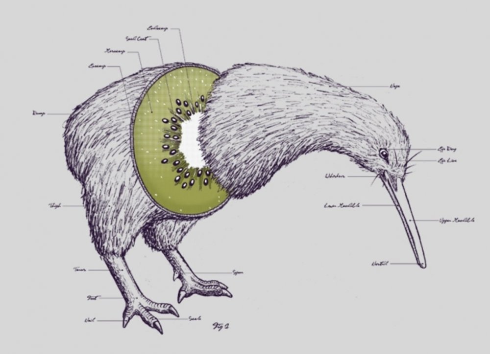 Image result for Kiwi fruit bird