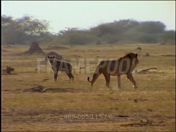 489005115-spotted-hyena-jackal-lion-anim