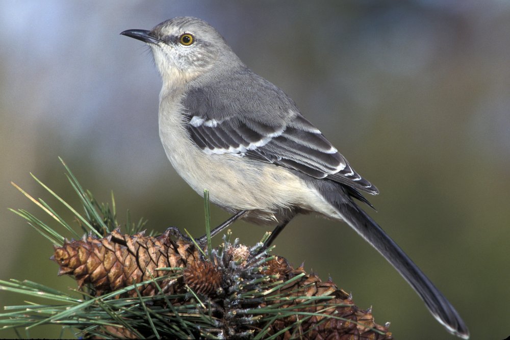 Northern%20Mockingbird%20w27-10-007_V.jp