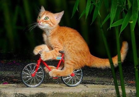 Kuvahaun tulos haulle cat riding a bike