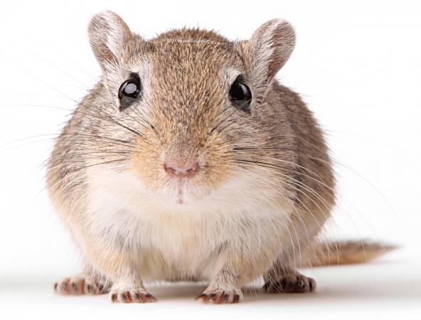 204251-592x450-gerbil_crop.jpg