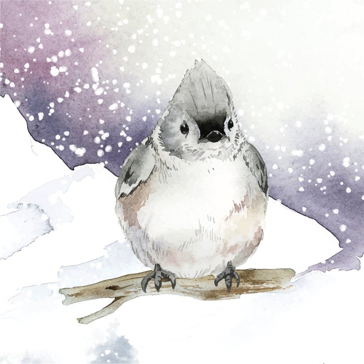 Tufted titmouse bird in wintertime watercolor vector