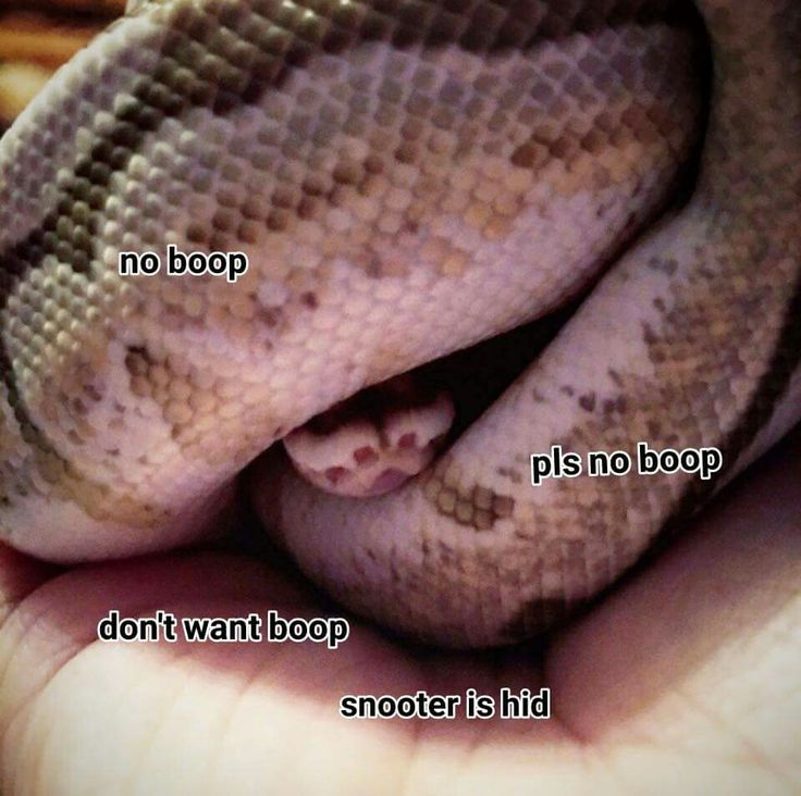 21f5fa24bb1e689909cb2e807976e8a6--reptil