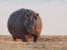 220px-Hippo_at_dawn.jpg