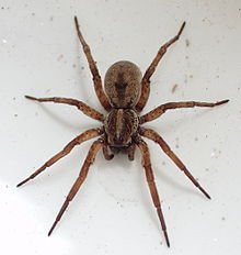 Image result for wolf spider