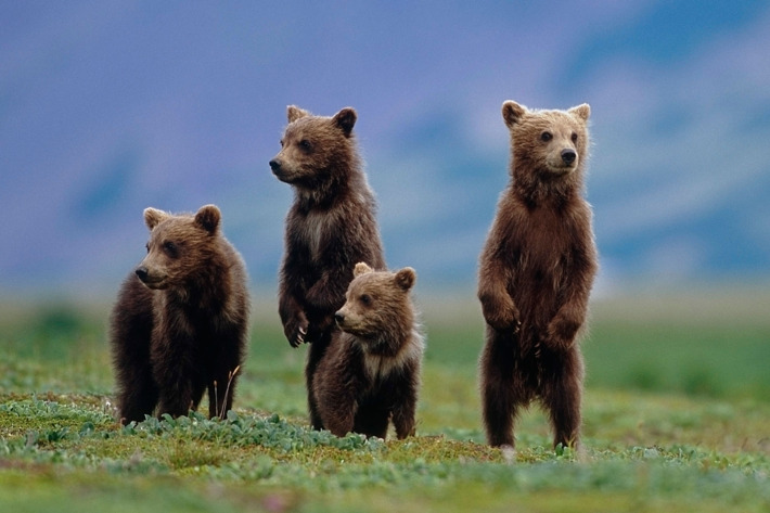 23-bear-cubs-alaska.w710.h473.jpg