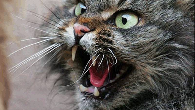 295310-cats-angry-cat.jpg