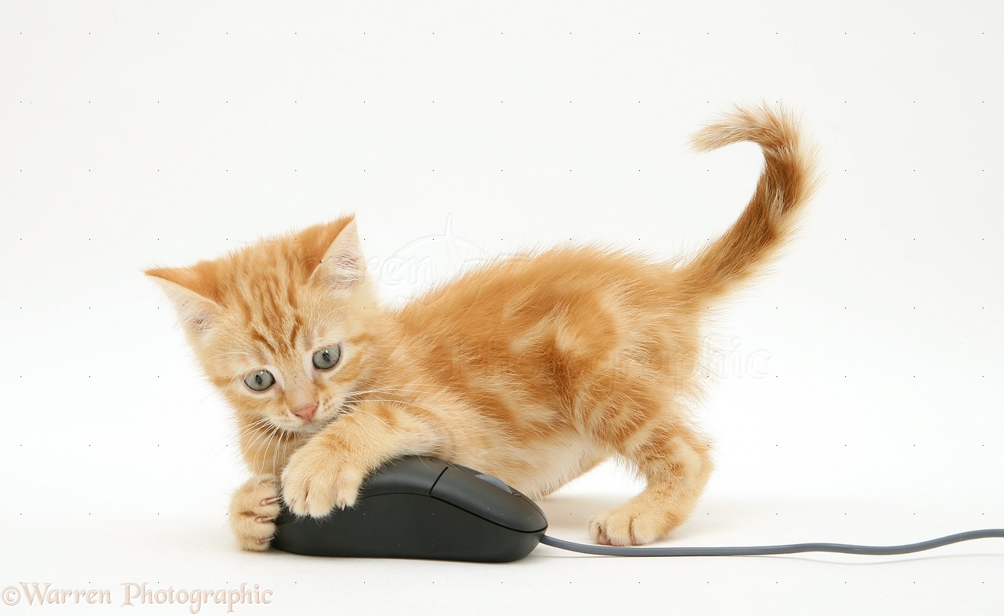 29675-Ginger-kitten-with-computer-mouse-