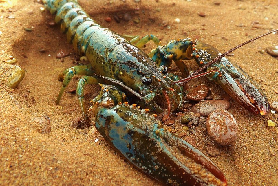 Image result for lobster
